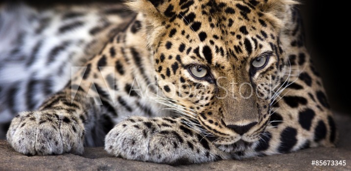 Bild på resting Amur leopard makes eye contact